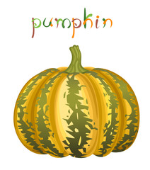 Styrian pumpkin.