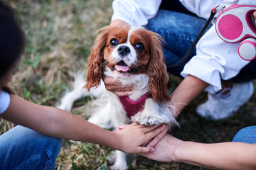 Three hands of young girls, holding small dog in park. Close-up picture of cavalier king charles spaniel on a walk on a leash.