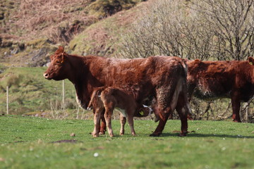 cow on pasture