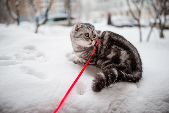 Scottish Fold Cat Walks In The Snow On A Leash