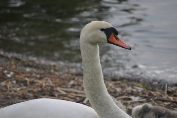 cygne
