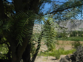 hojas verdes
