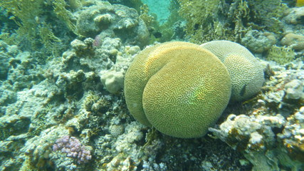 Naklejka na ściany i meble fish in coral reef