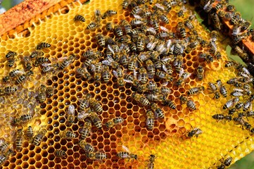 Photography of honey bee on frame with golden color honeycomb