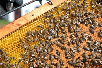 Photography of honey bee on frame with golden color honeycomb