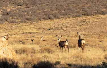Naklejka na ściany i meble Mule deer in the USA, in a golden field