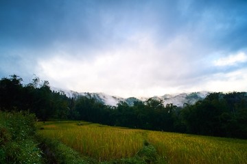 green field and blue sky