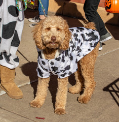Dog in carnival costume