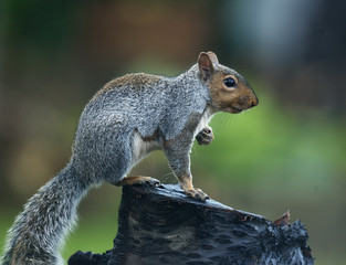 squirrel sitting on a tree stump