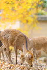 Deer in Nara , Japan