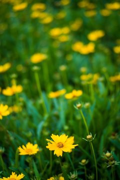 field of yellow flowers © marcotjoanda
