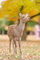 Deer in Nara , Japan