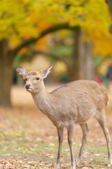 Deer in Nara , Japan