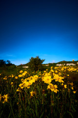 sunset over yellow field