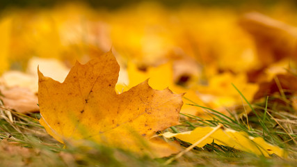 Bright autumn leaves
