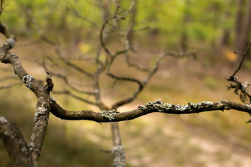 Green moss in autumn
