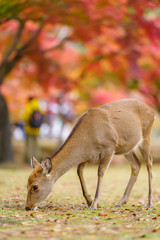 Deer in Nara , Japan