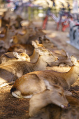 Autumn in Japan with Nara's deers