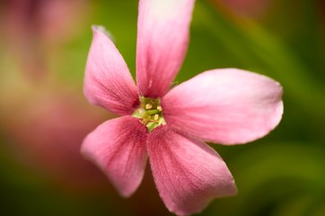 Fototapeta na wymiar pink flower with water drops of dew