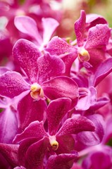 closeup of pink orchid