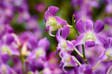 purple flowers in the garden