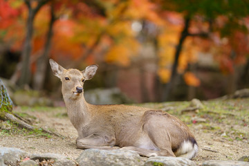 Naklejka na ściany i meble Autumn in Japan with Nara's deers