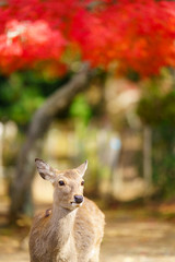 Autumn in Japan with Nara's deers