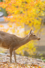 Autumn in Japan with Nara's deers