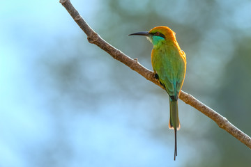 Green Bee-eater (Merops orientalis), Udawalawe National Park, Sri Lanka	