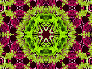 Chrysanthemum natural pattern