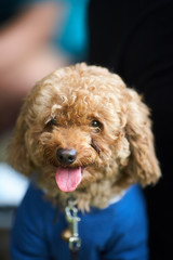 dog in front of white background