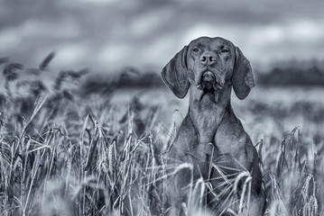 Portrait of a hunting dog on the field. Photographed close-up. Black and white photo.