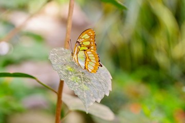 Schmetterling
