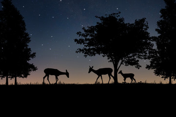 deer silhouette on a field at night