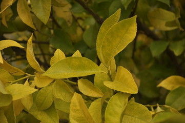 Leaves of lemon tree in the garden