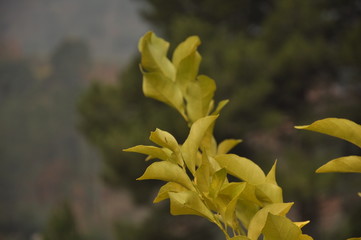 Obraz premium Leaves of lemon tree in the garden