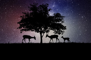 silhouettes of deer under a tree at night