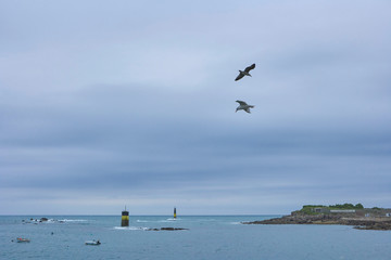 Two seagulls flying at dusk, Roscoff, Brittany, coastal region with buoys
