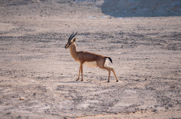 Arabian Sand Gazelles on Hawar Island, Bahrain