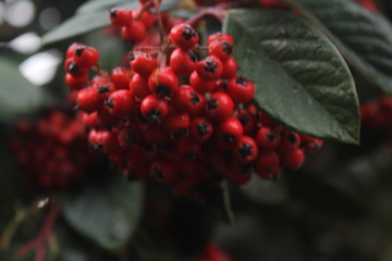 Beautiful berries of red color natural and fresh