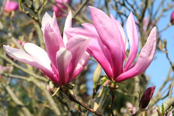 Fototapeta na wymiar Magnolie, Magnolienblüten im Frühling