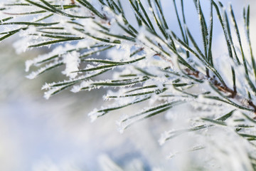 Closeup of pine tree branch covered with snow. Winter background with shallow depth of field.