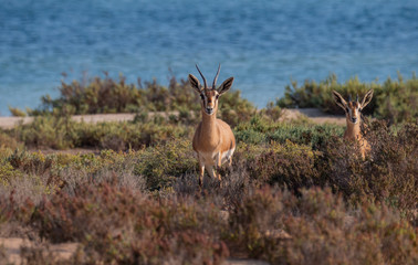 Arabian Sand Gazelles on Hawar Island, Bahrain