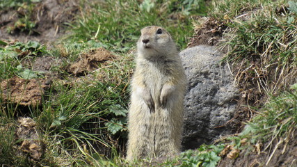 Elbrus gopher
