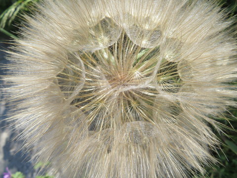Beautiful dandelion large size waiting for the air to travel