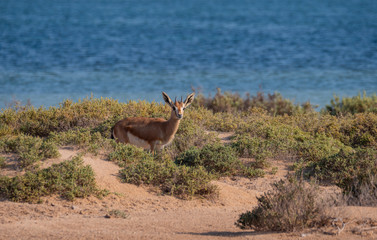 Arabian Sand Gazelles on Hawar Island, Bahrain