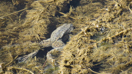 toad in the weeds