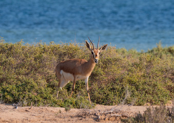 Arabian Sand Gazelles on Hawar Island, Bahrain
