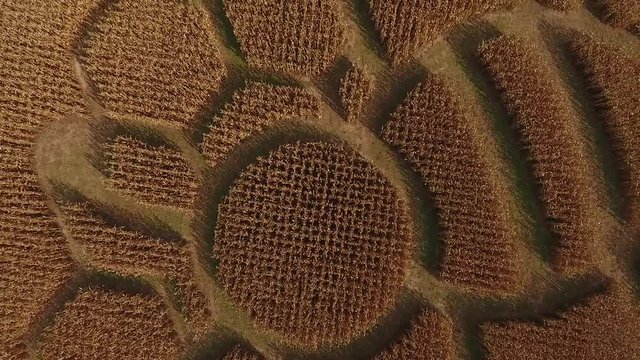 Aerial footage of rural corn maze shaped like a honeycomb with bees 