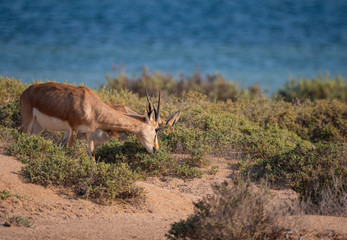 Arabian Sand Gazelles on Hawar Island, Bahrain